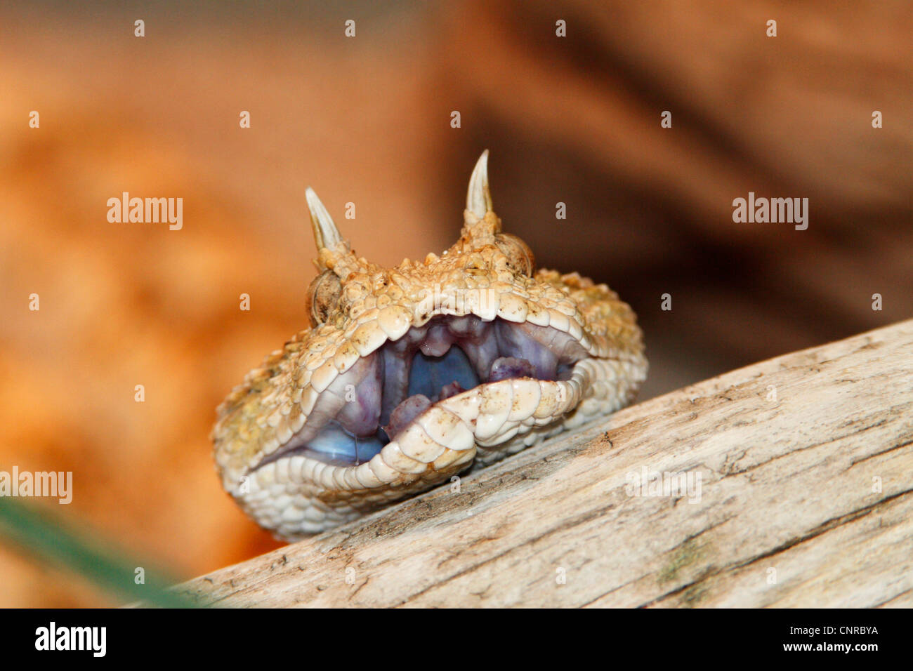 horned viper, African desert horned viper (Cerastes cerastes), portrait  with mouth open Stock Photo - Alamy