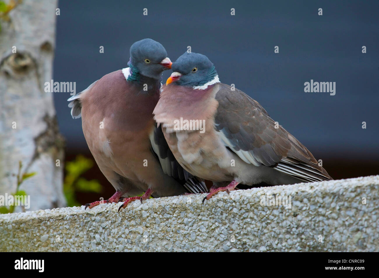 wood pigeon (Columba palumbus), couple, Germany, Lower Saxony, Norderney Stock Photo