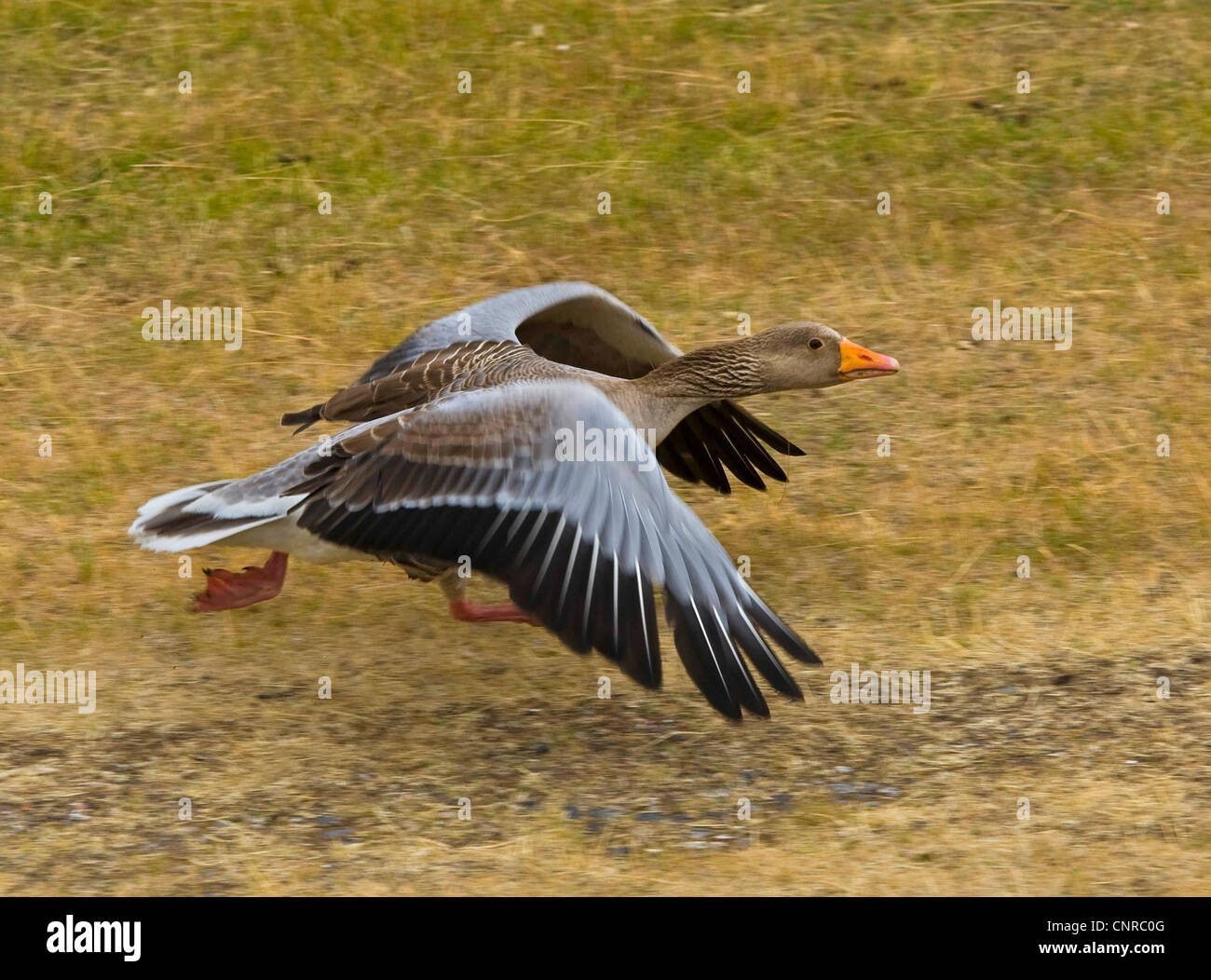 greylag goose (Anser anser), flying up, Germany, Lower Saxony, Norderney Stock Photo