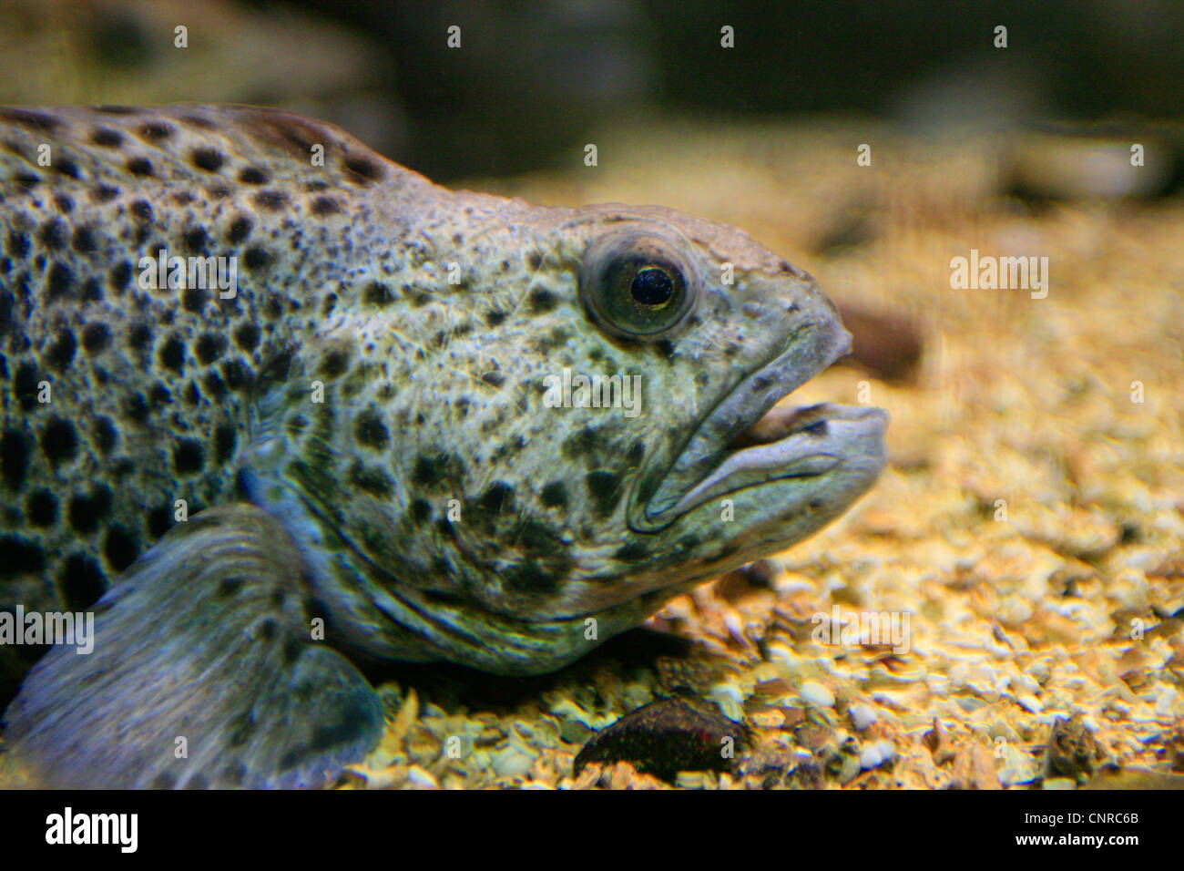 spotted wolffish, spotted sea-cat, spotted catfish, spotted cat ...