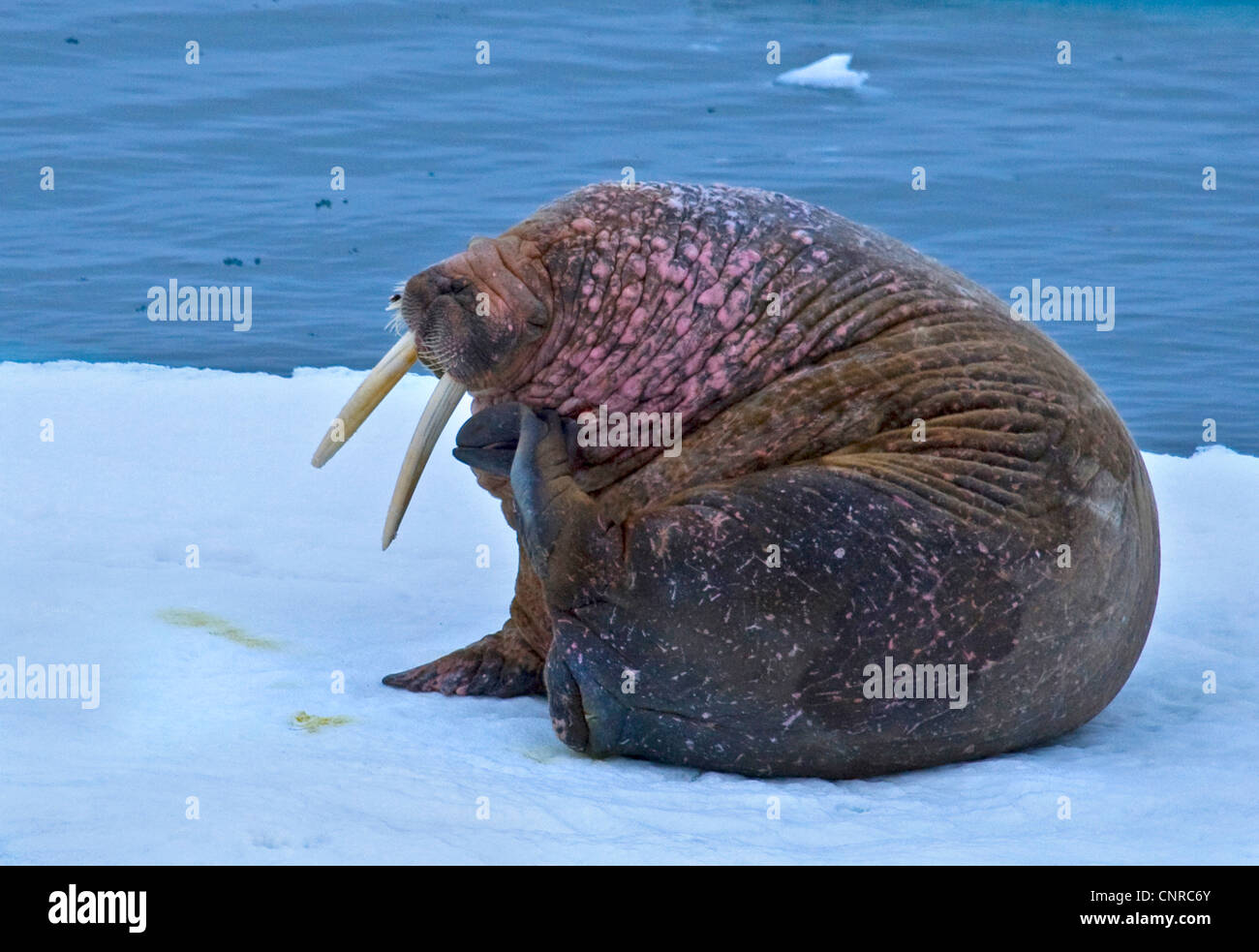 walrus (Odobenus rosmarus), scratching, Norway, Svalbard Stock Photo