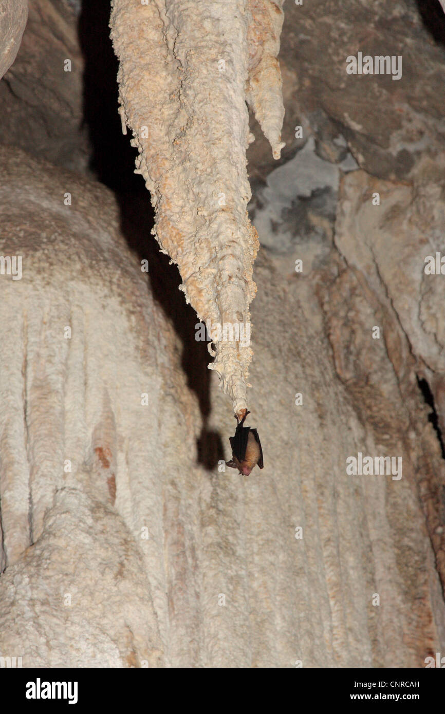 stalactite with bat in front of dripstone cascades at stalactite cave at Cheow Lan Lake, Thailand, Phuket, Khao Sok NP Stock Photo