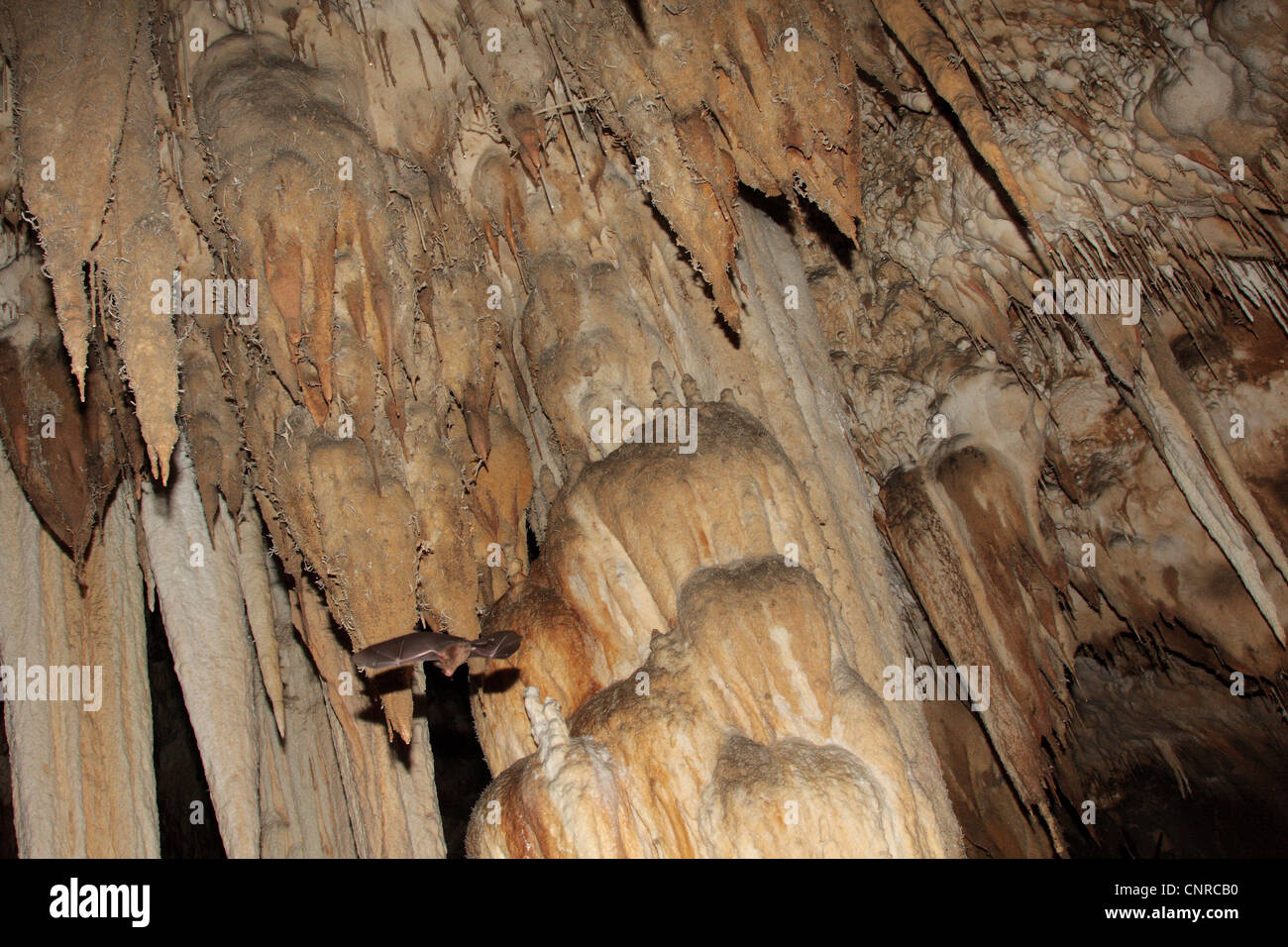 stalactites and dripstone cascade with bat at stalactite cave at Cheow Lan Lake, Thailand, Phuket, Khao Sok NP Stock Photo