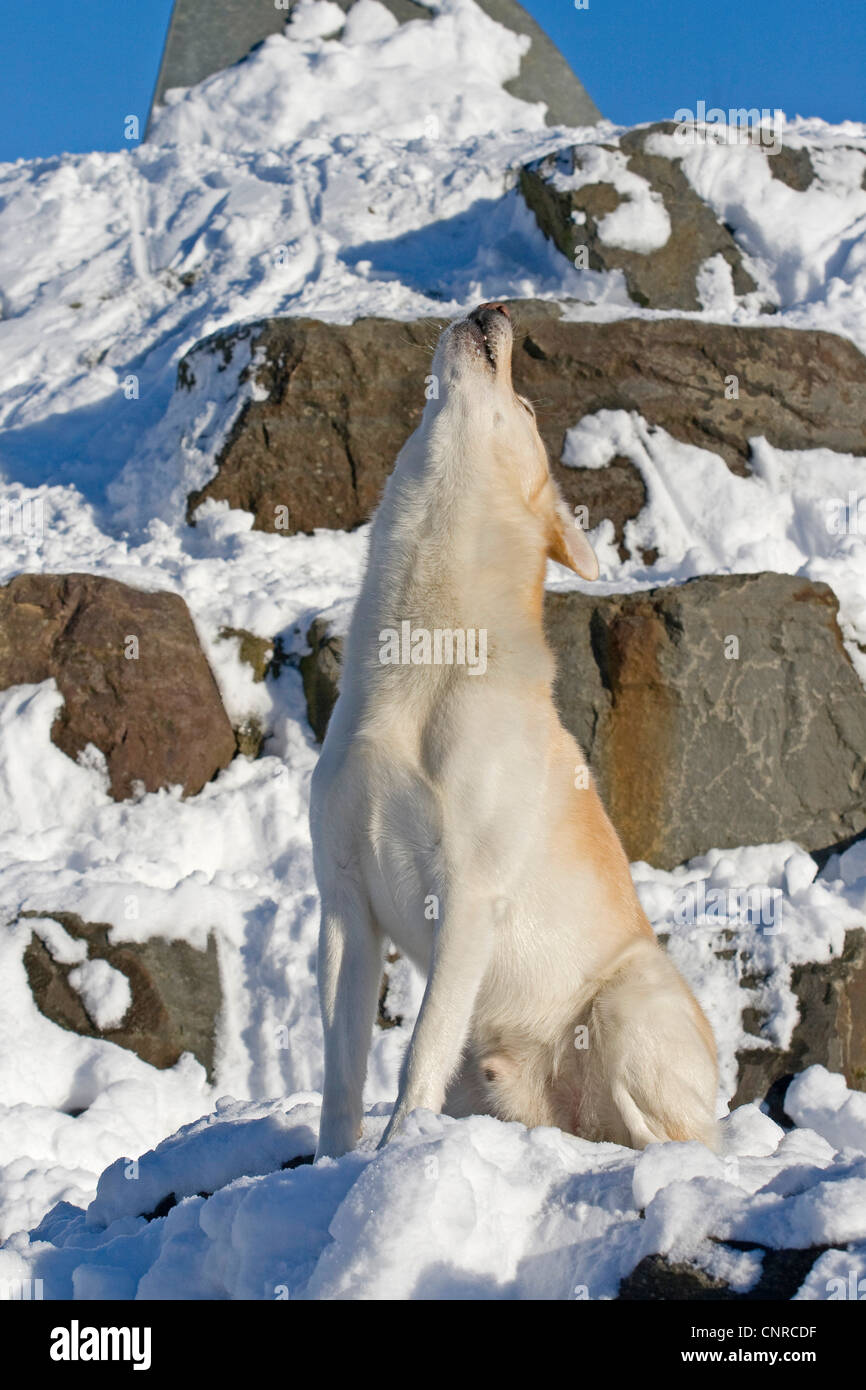 Why Do Huskies Howl At The Moon