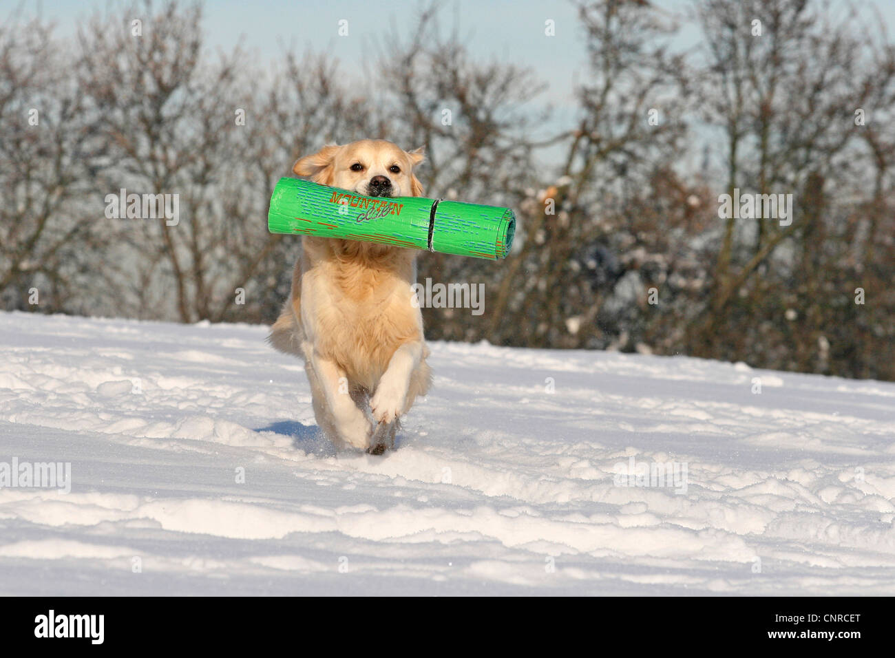 Golden Retriever (Canis lupus f. familiaris), 4-year-old male dog running with foam rubber mat in its mouth through the snow Stock Photo
