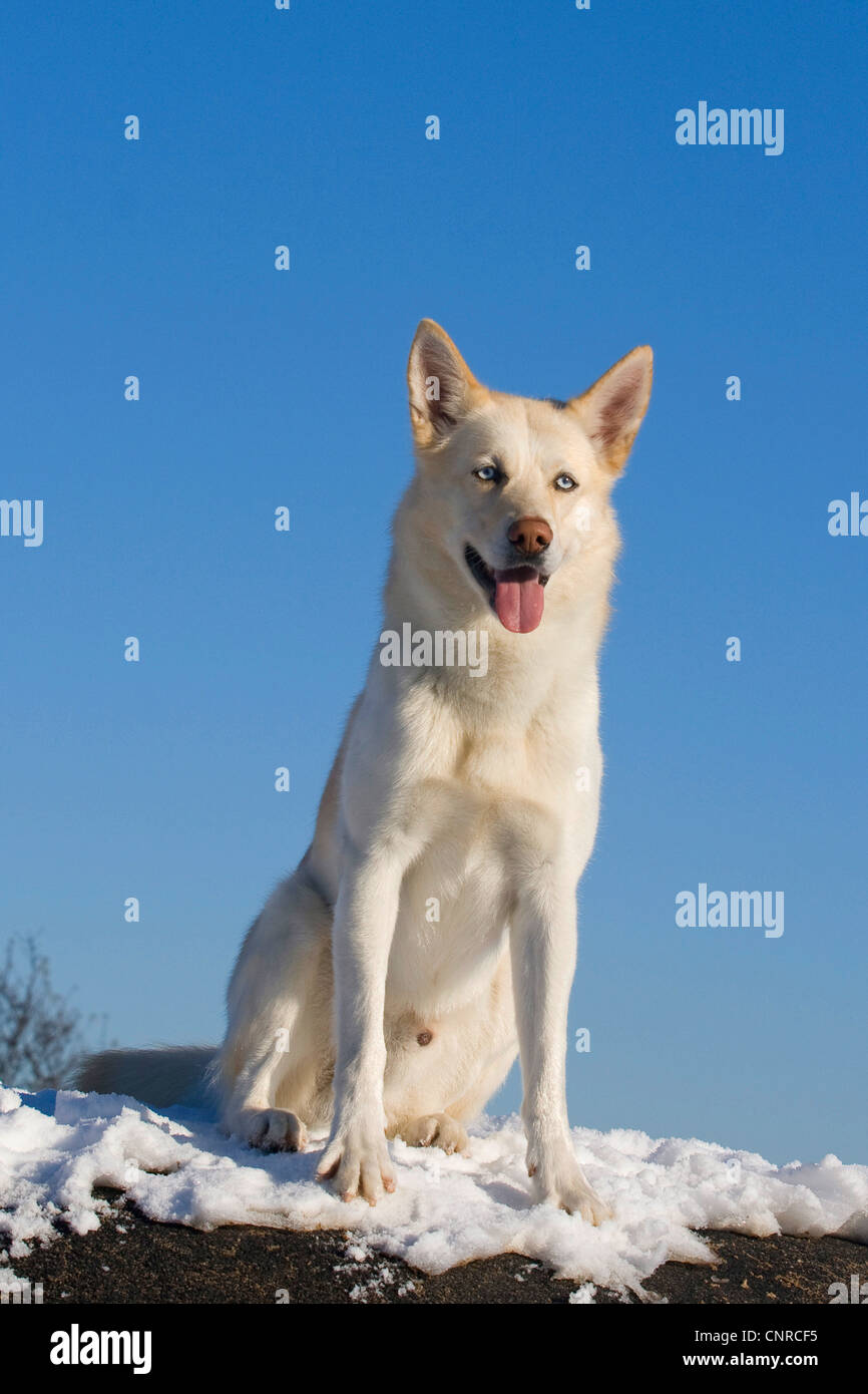 Siberian Husky (Canis lupus f. familiaris), 5yearold male dog sitting