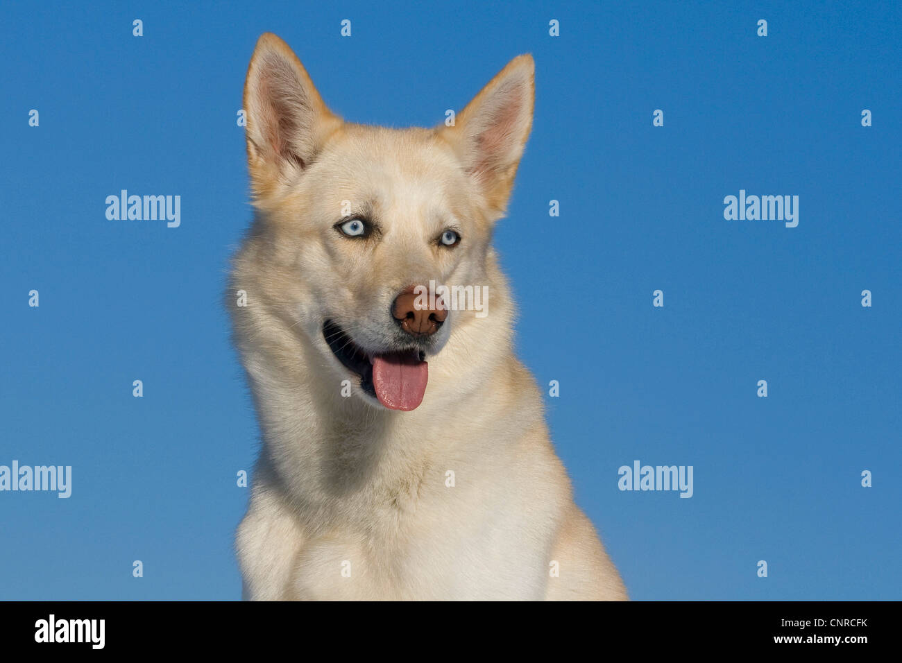 Siberian Husky (Canis lupus f. familiaris), portrait of a 5yearold