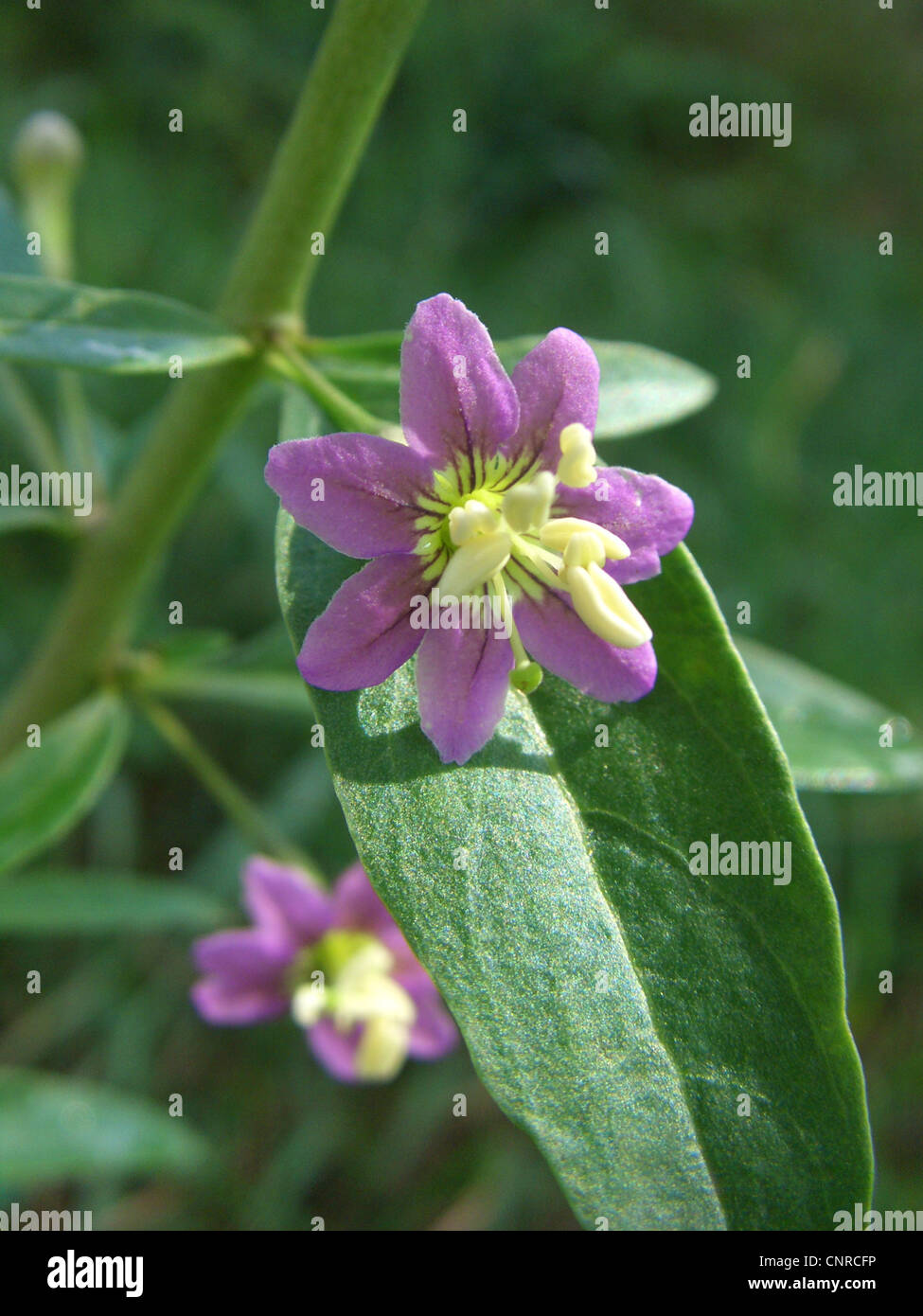 Chinese wolfberry, common matrimony vine (Lycium barbarum), blooming Stock Photo