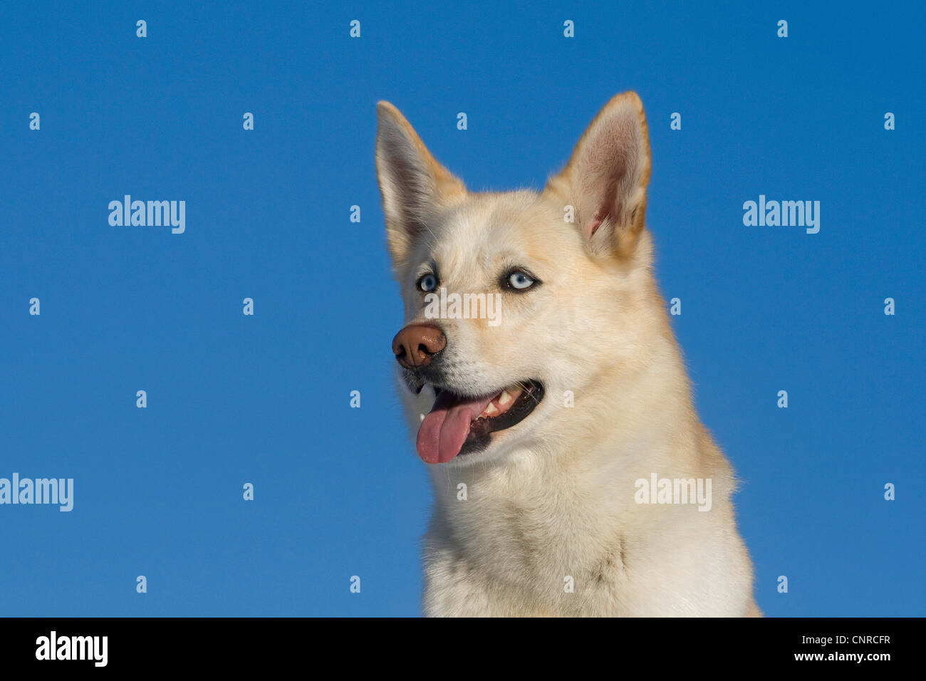 Siberian Husky (Canis lupus f. familiaris), portrait of a 5yearold