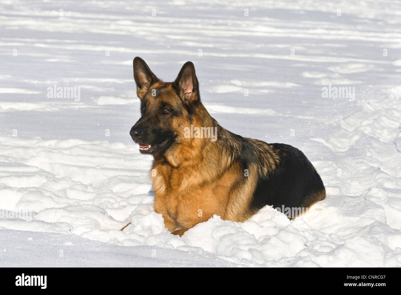 German Shepherd Dog (Canis lupus f. familiaris), 2-year-old she-dog lying in the snow Stock Photo