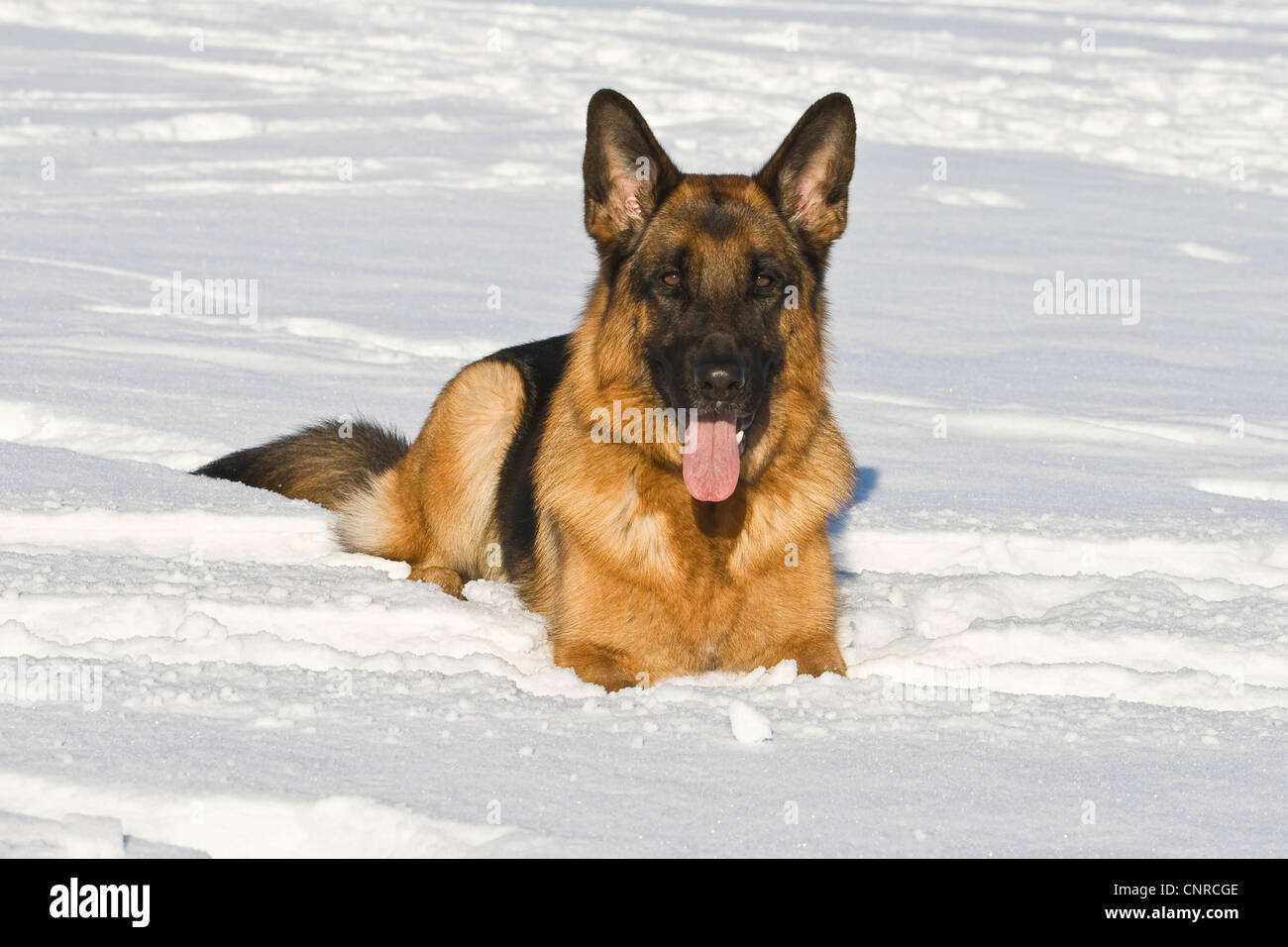 German Shepherd Dog (Canis lupus f. familiaris), 2-year-old she-dog lying in the snow Stock Photo
