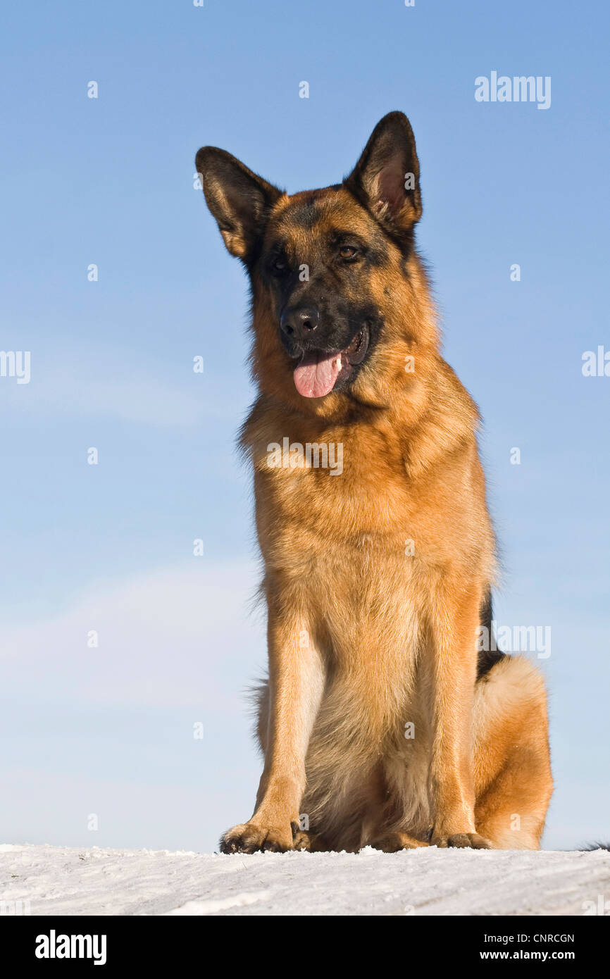German Shepherd Dog (Canis lupus f. familiaris), 2-year-old she-dog sitting in the snow Stock Photo