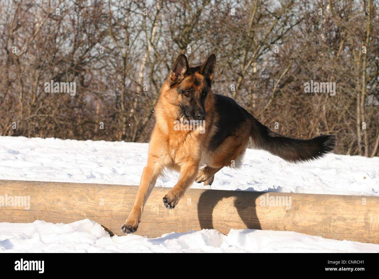 German Shepherd Dog (Canis lupus f. familiaris), 2-year-old she-dog jumping over a trunk Stock Photo