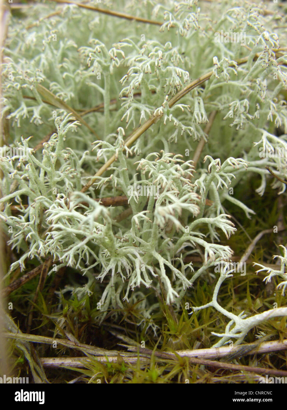 cup lichen (Cladonia arbuscula), growing on sand dunes, Germany, Lower Saxony, NSG Elbtalduenen Stock Photo
