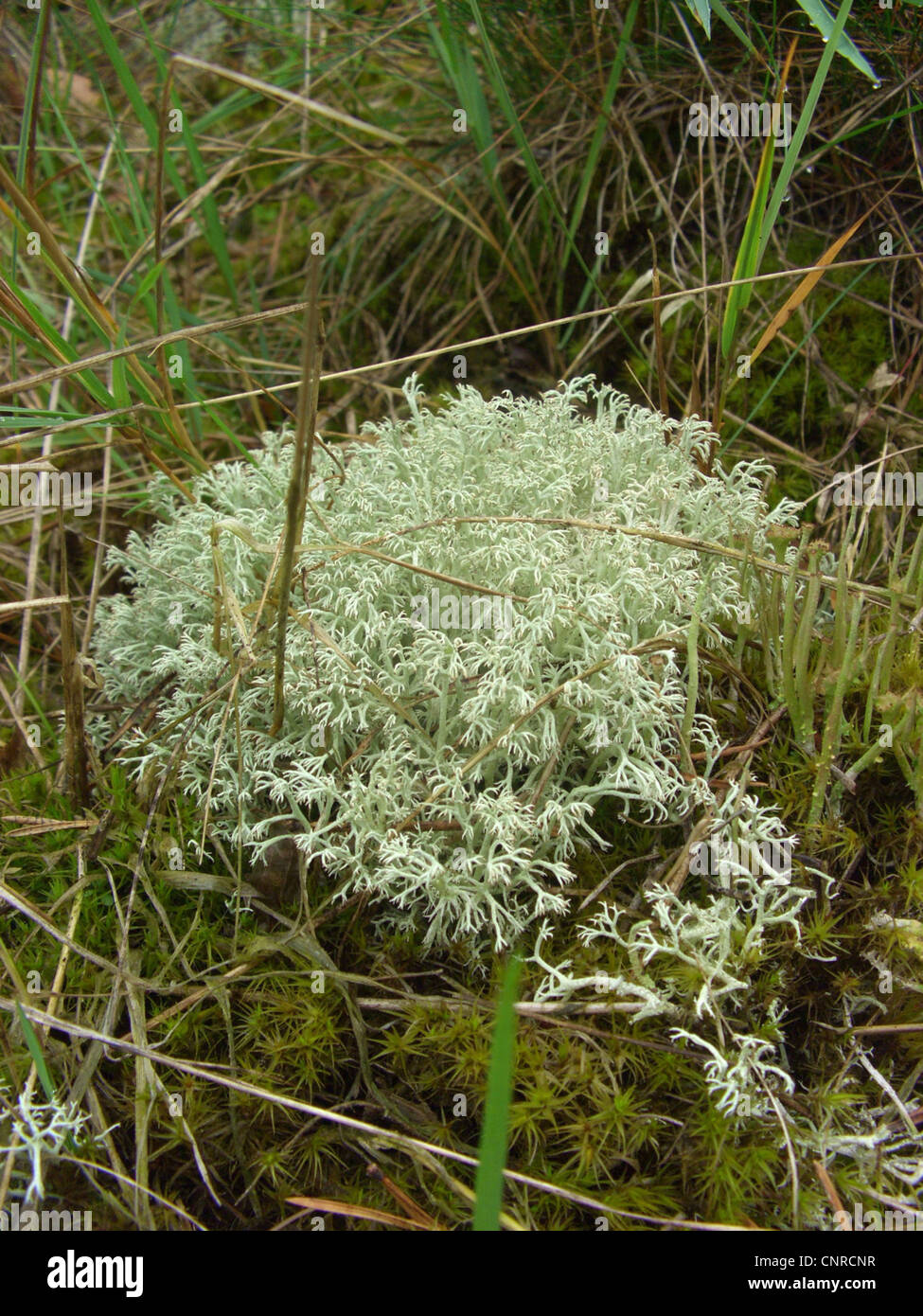 cup lichen (Cladonia arbuscula), growing on sand dunes, Germany, Lower Saxony, NSG Elbtalduenen Stock Photo