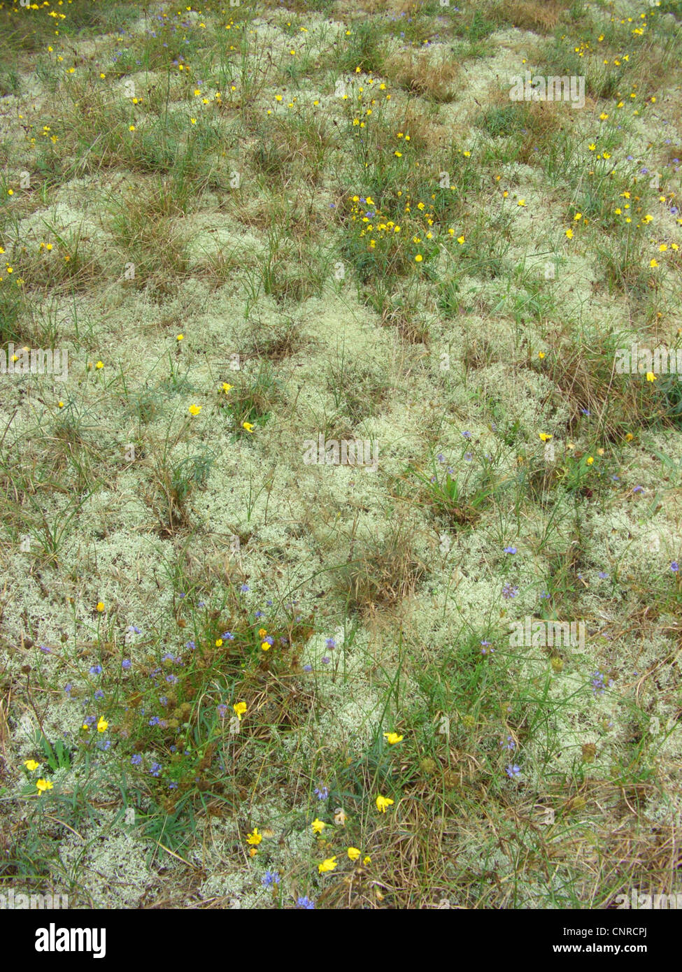 cup lichen (Cladonia arbuscula), growing on sand dunes, with Hieracium umbellatum and Jasione montana, Germany, Lower Saxony, NSG Elbtalduenen Stock Photo