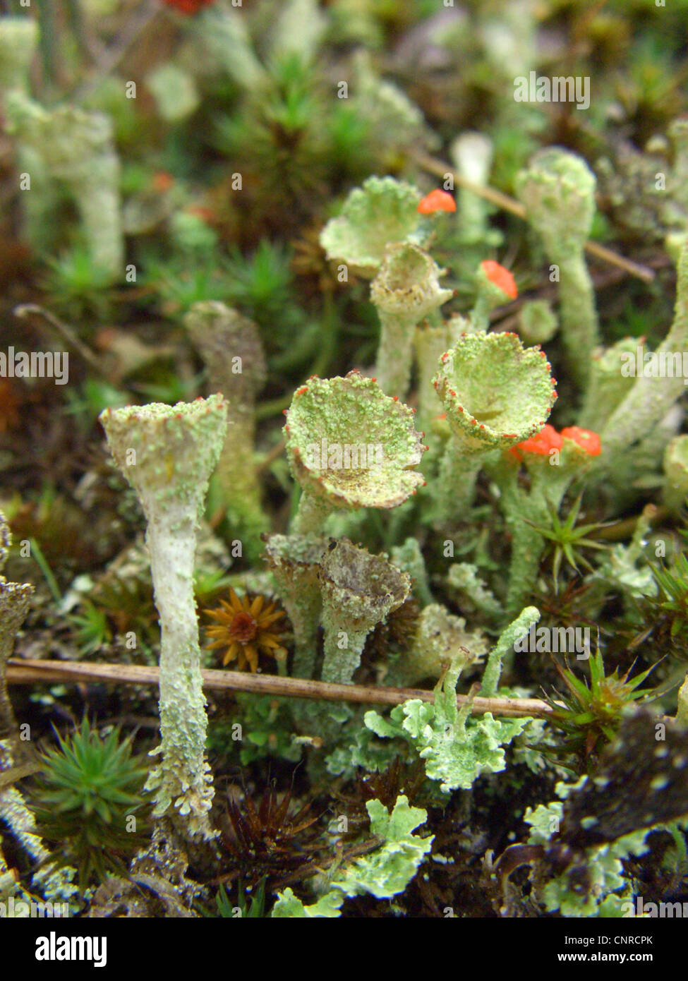 cup lichen (Cladonia chlorophaea agg.), closeup of the apothecia, growing on sand dunes with Cladonia macilenta (red), Germany, Lower Saxony, NSG Elbtalduenen Stock Photo