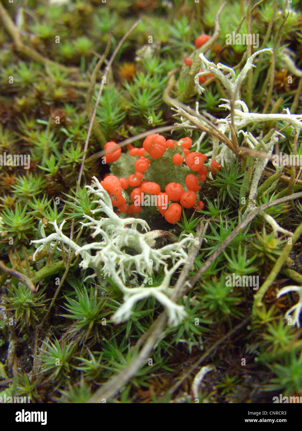 Red pixie cup lichen (Cladonia coccifera), closeup of the apothecia, growing on sand dunes, Germany, Lower Saxony, NSG Elbtalduenen Stock Photo