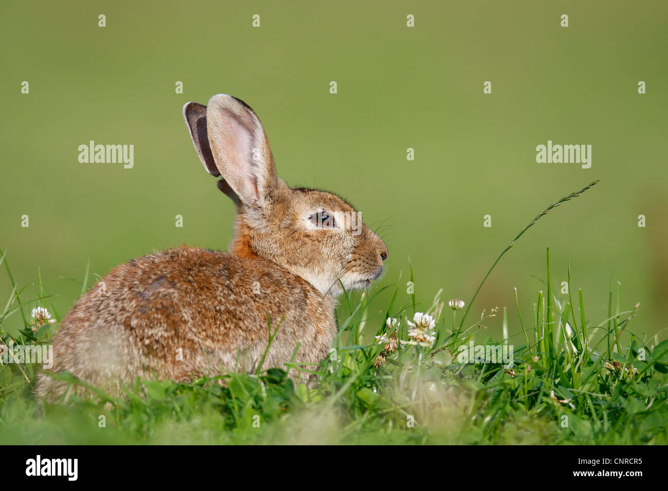 domestic rabbit (Oryctolagus cuniculus f. domestica), sits on meadow ...