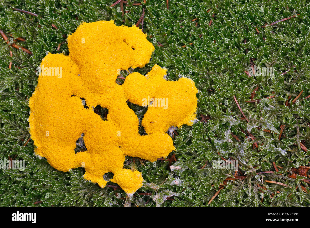 Slime mold (Myxomyceten, Eumycetozoa), Slime mold on moss, Germany, Rhineland-Palatinate Stock Photo
