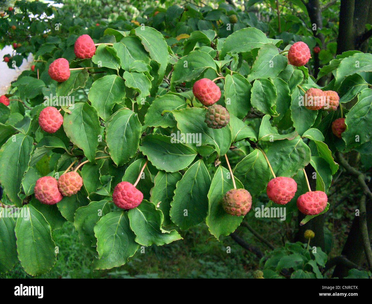 kousa dogwood, Japanese Dogwwod (Cornus kousa), fruiting Stock Photo ...