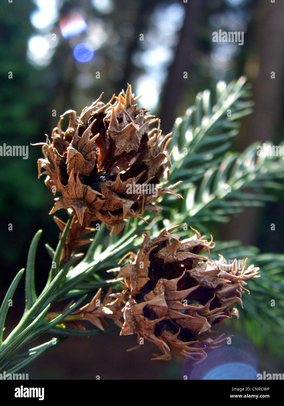Japanese cedar (Cryptomeria japonica), twig with cones Stock Photo