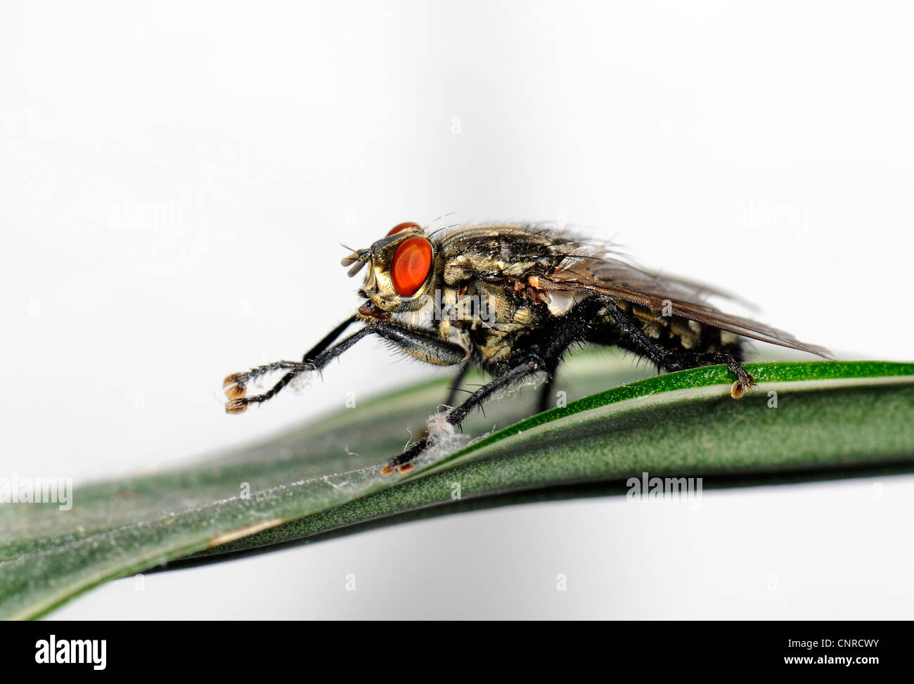 House fly musca domestica hi-res stock photography and images - Alamy