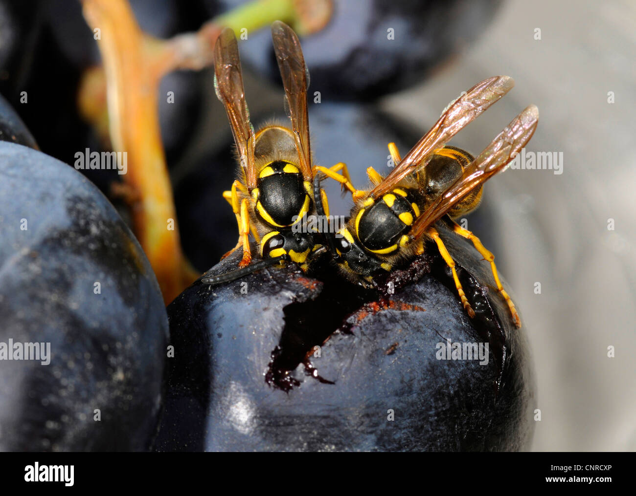 German wasp (Vespula germanica), feeding on red grapes Stock Photo