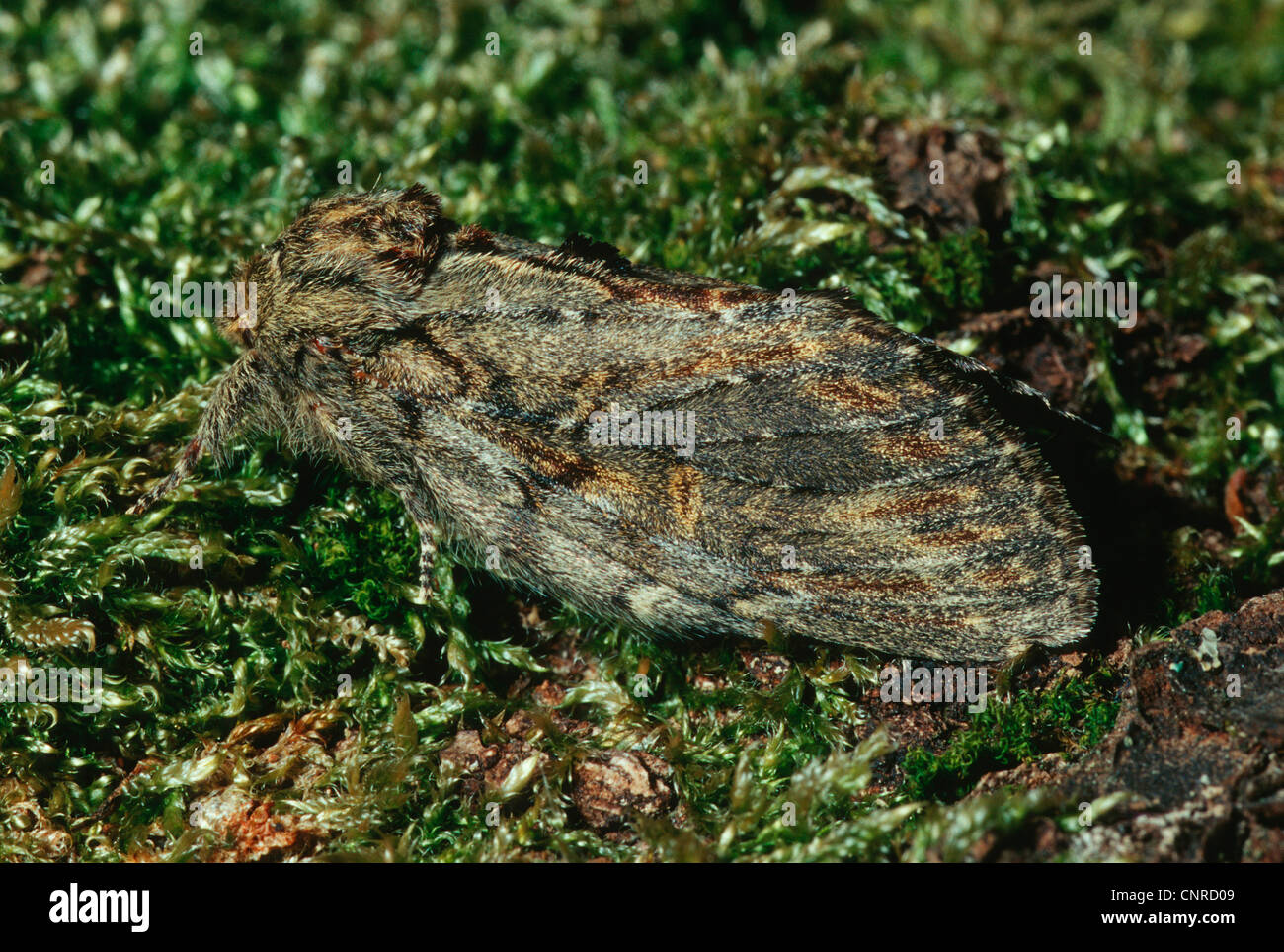 great prominent (Peridea anceps), sitting in moss, Germany Stock Photo