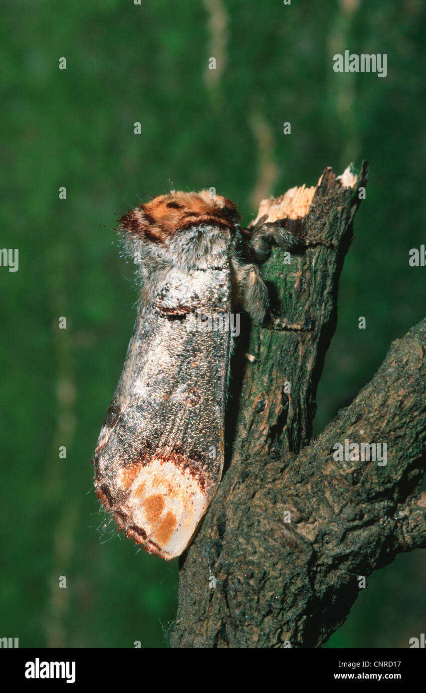 buff-tip moth (Phalera bucephala), sitting on a twig, Germany Stock Photo