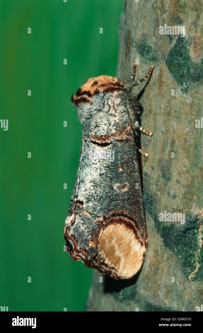 buff-tip moth (Phalera bucephala), sitting on a twig, Germany Stock Photo