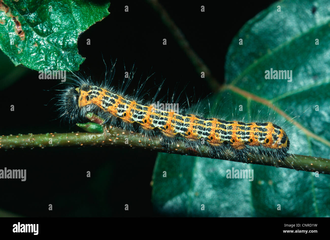 buff-tip moth (Phalera bucephala), caterpillar on a twig, Germany Stock Photo