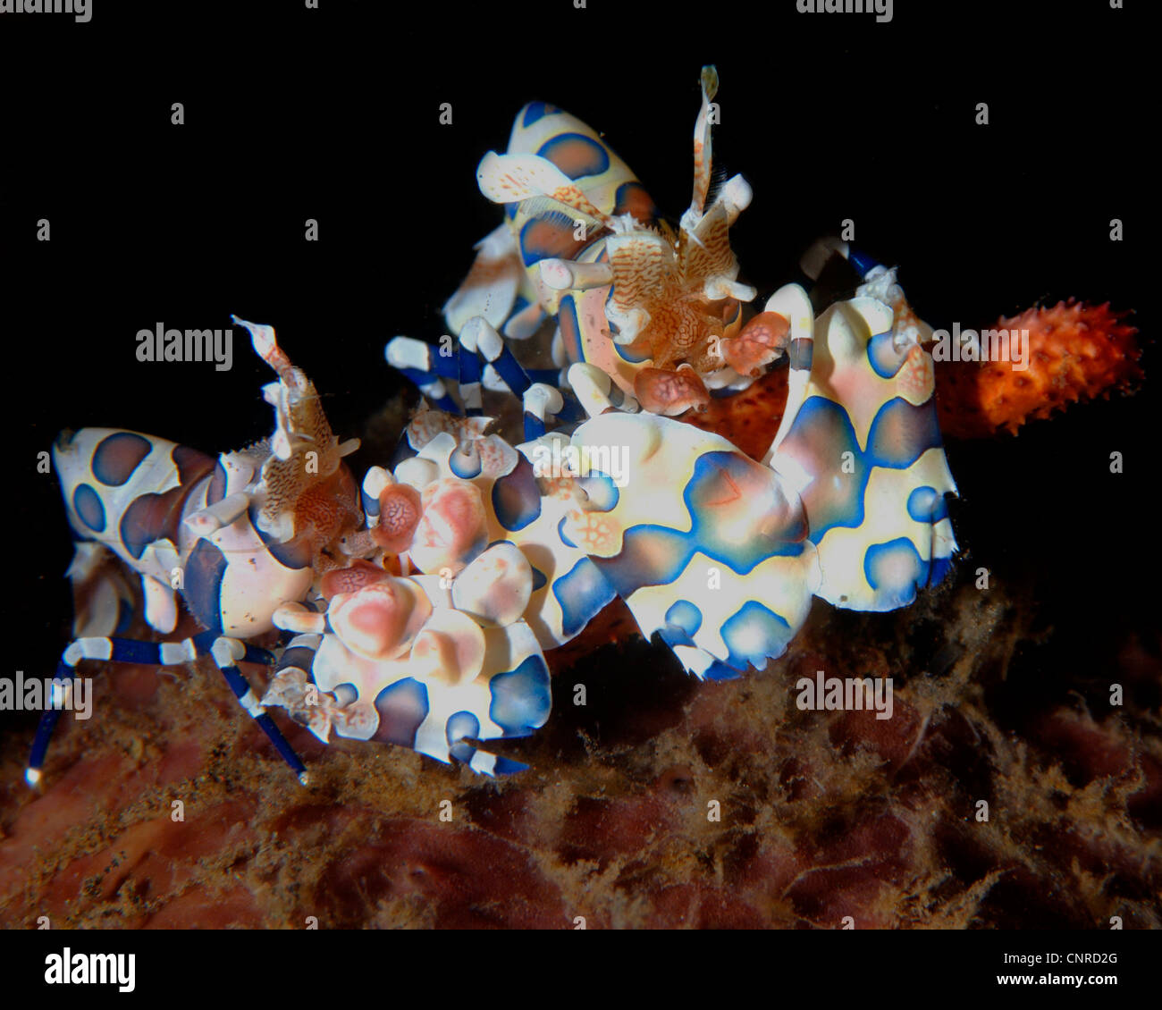 pair of harlequin shrimp eating a starfish leg Stock Photo Alamy