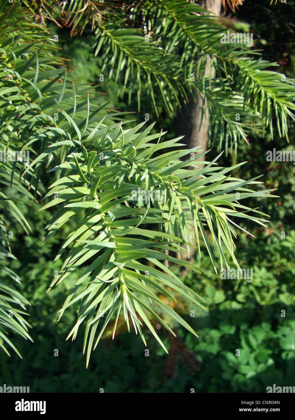 China fir, Chinese fir (Cunninghamia lanceolata), branches Stock Photo
