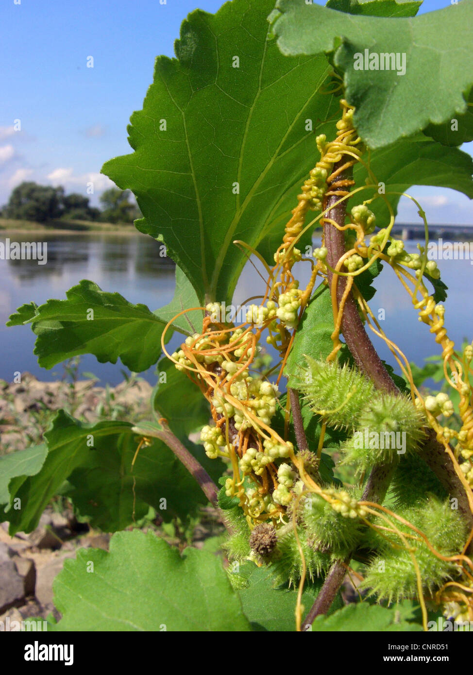 field dodder (Cuscuta campestris), blooming at Elbe river, growing on Xanthium albinum, Germany, Saxony-Anhalt Stock Photo