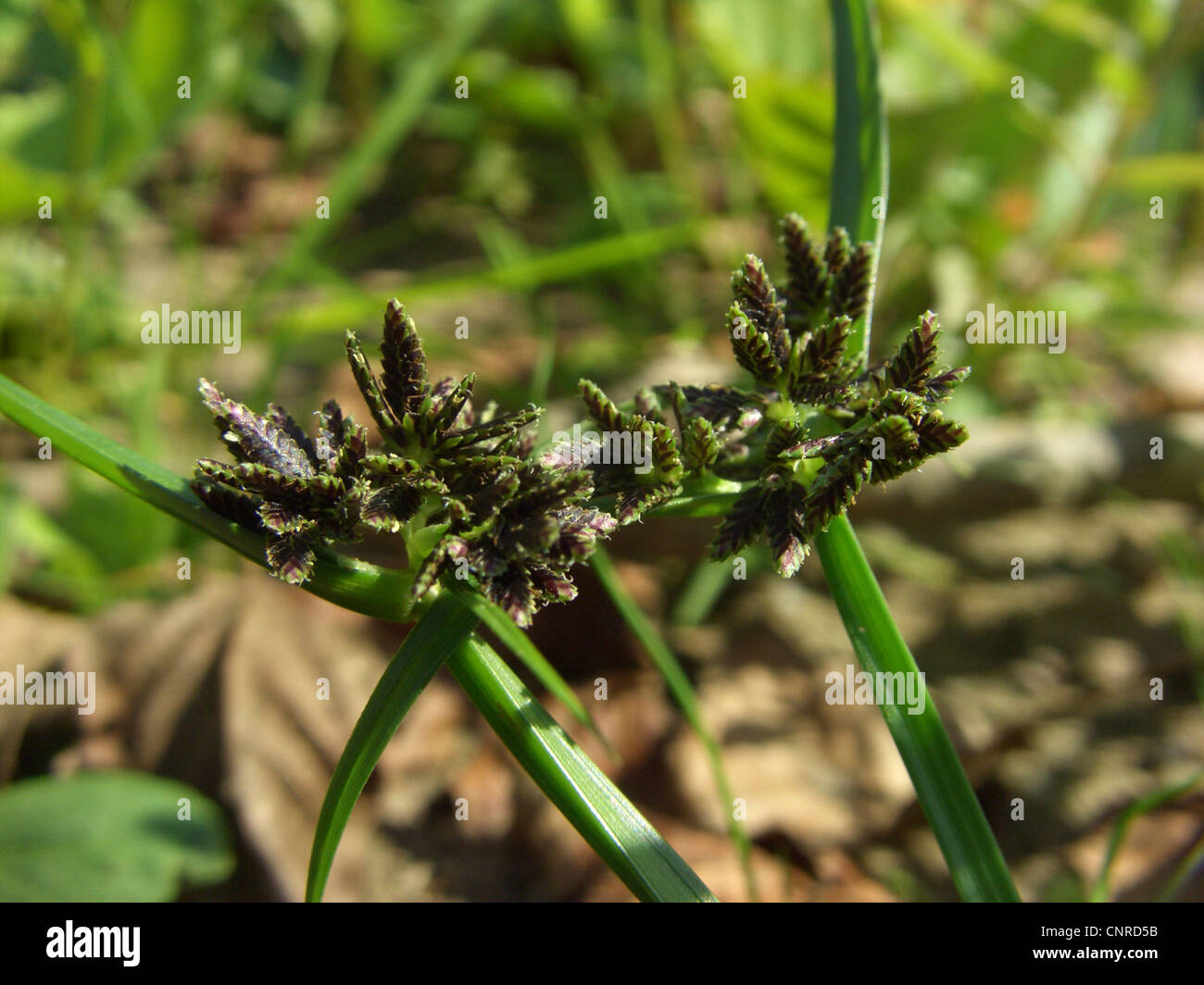 brown galingale, brown flatsedge (Cyperus fuscus), inflorescence, Germany, Saxony-Anhalt Stock Photo