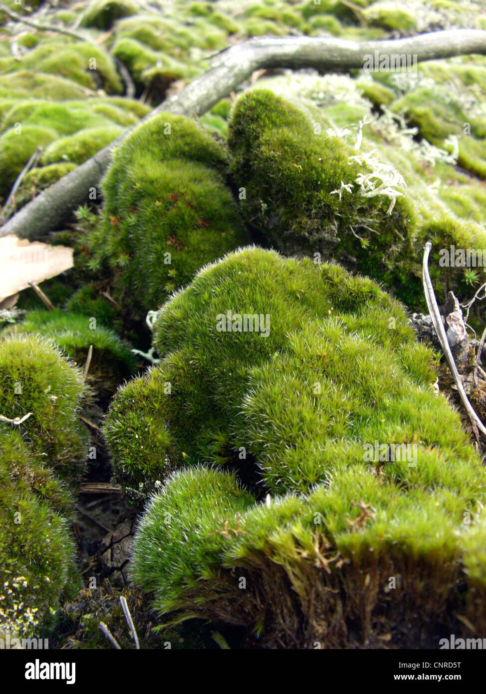 campylopus moss (Campylopus introflexus), growing on sand dunes, Germany, North Rhine-Westphalia, NSG Elbtalduenen Stock Photo