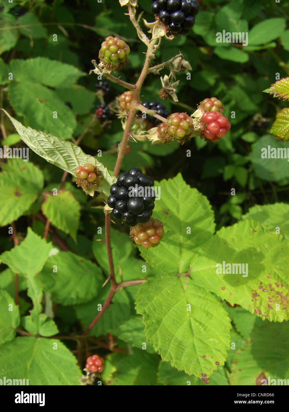 Armenian blackberry (Rubus armeniacus), with fruits, Germany, North Rhine-Westphalia Stock Photo