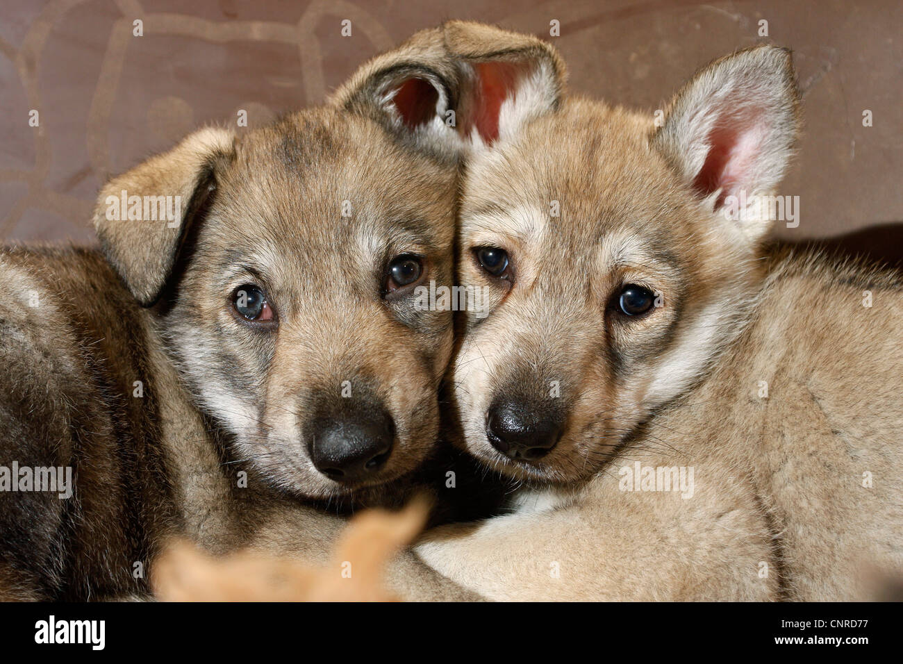 Saarloos Wolfdog (Canis lupus f. familiaris), puppies looking shyly Stock Photo