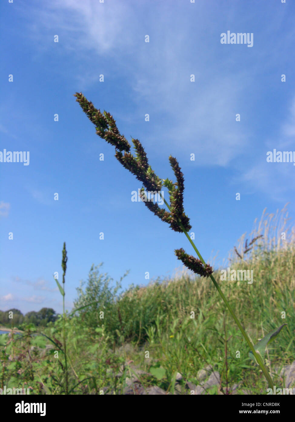 Rough barnyard grass, American barnyard grass (Echinochloa muricata), inflorescence at shore of Elbe river, Germany, Saxony-Anhalt Stock Photo