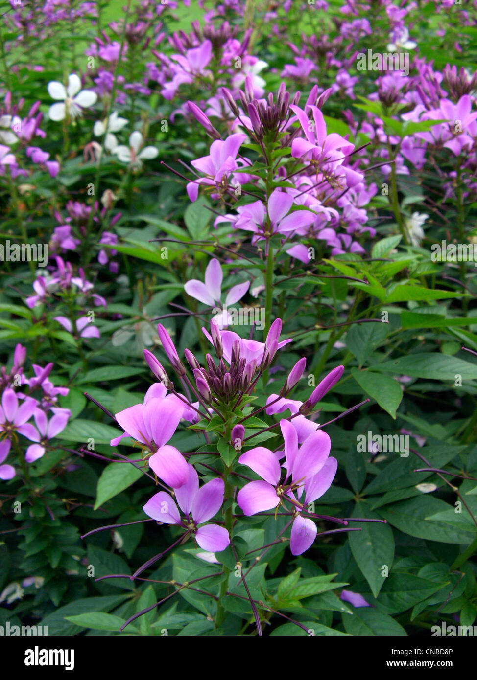 Spider flower (Cleome hassleriana, Cleome spinosa), blooming Stock Photo