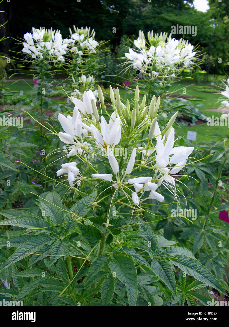 Spider flower (Cleome trachysperma), blooming Stock Photo