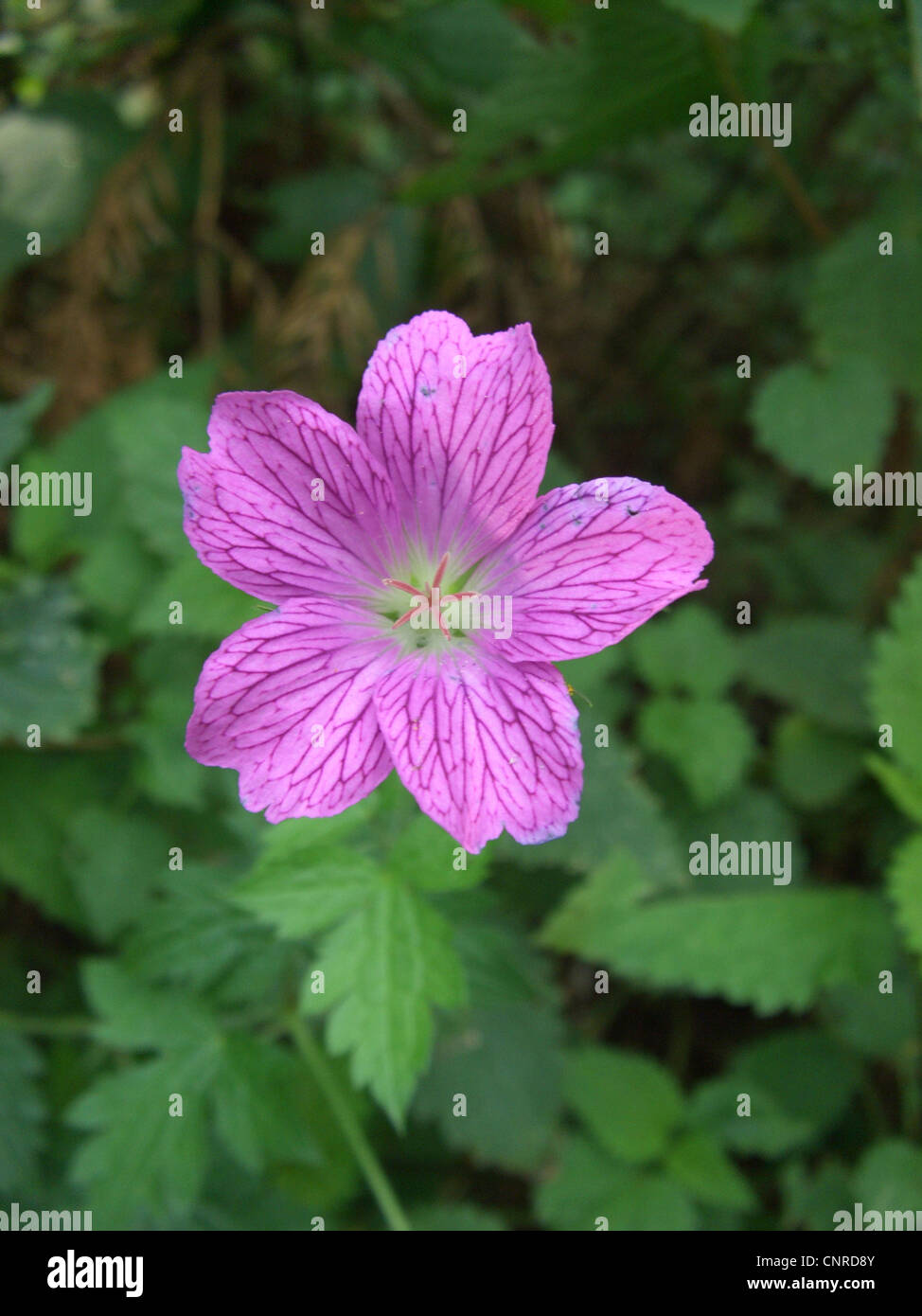 French Cranesbill (Geranium endressii), flower Stock Photo