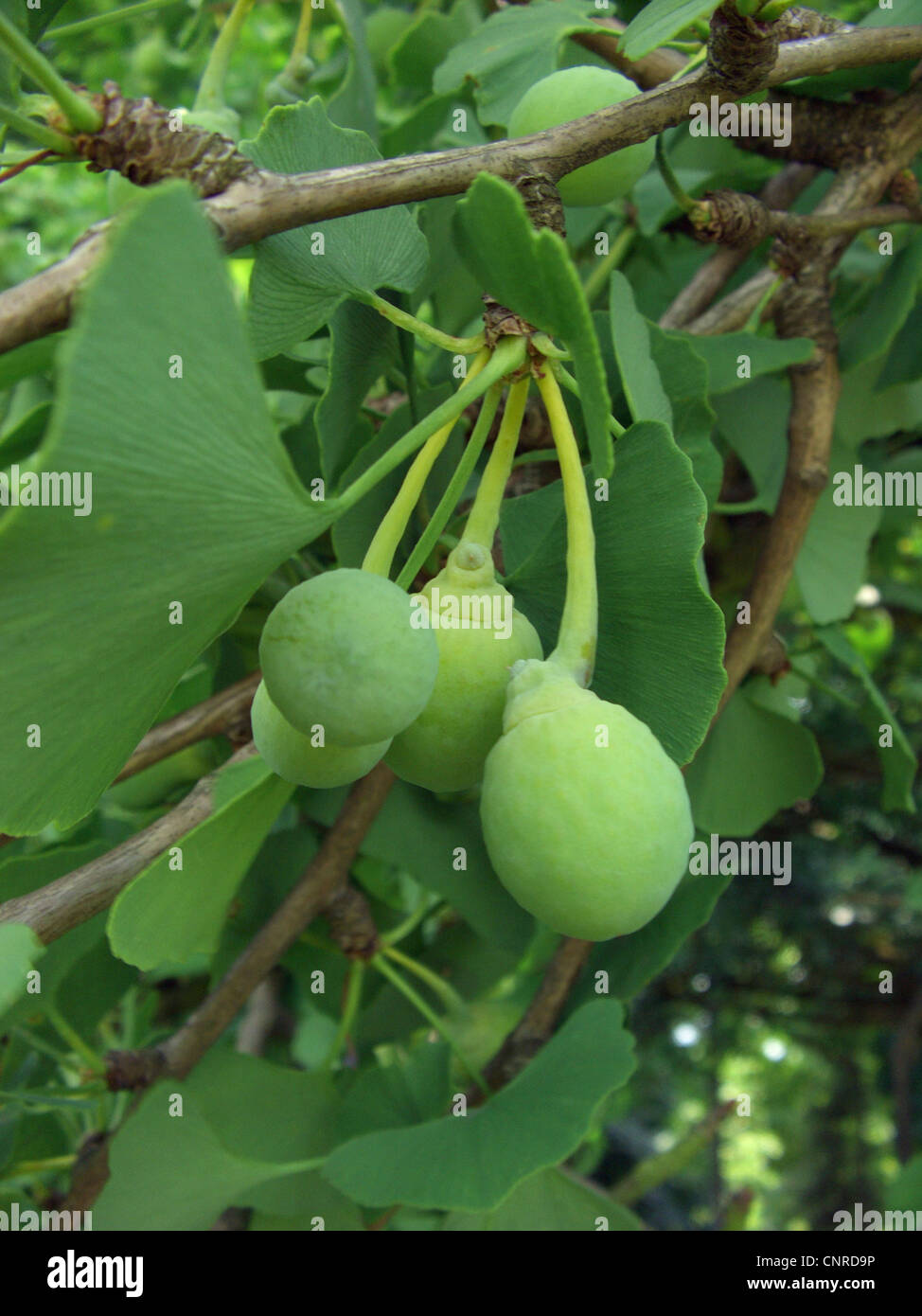 maidenhair tree, Ginkgo Tree, Gingko Tree, Ginko Tree (Ginkgo biloba), female tree with seeds Stock Photo