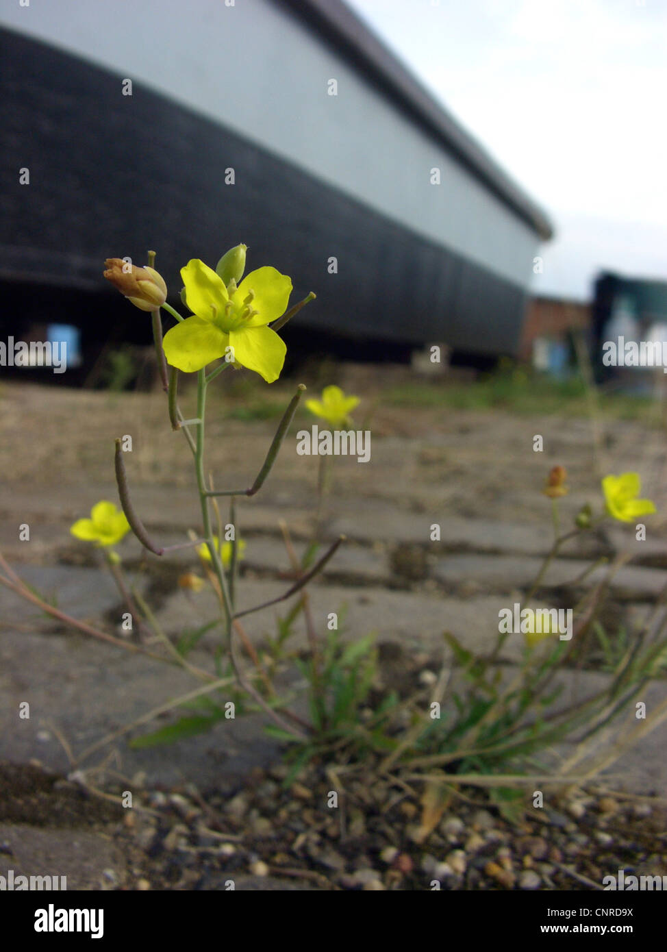 wall rocket, perennial wall-rocket, slime-leaf wallrocket (Diplotaxis tenuifolia), blooming in the harbour, Germany, Saxony-Anhalt, Magdeburg Stock Photo
