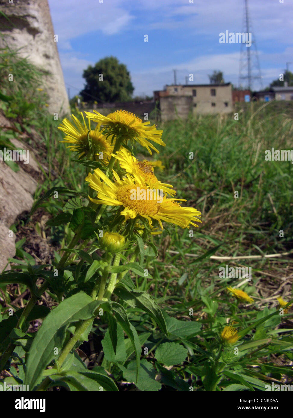 meadow fleabane, Brittish yellow-head (Inula britannica), blooming in the harbour, Germany, Saxony-Anhalt, Magdeburg Stock Photo