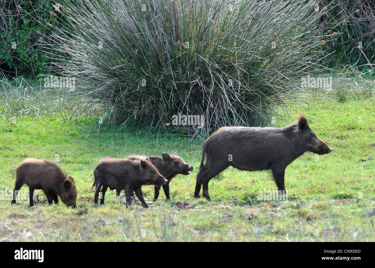 wild boar, pig, wild boar (Sus scrofa), female with shotes, Spain