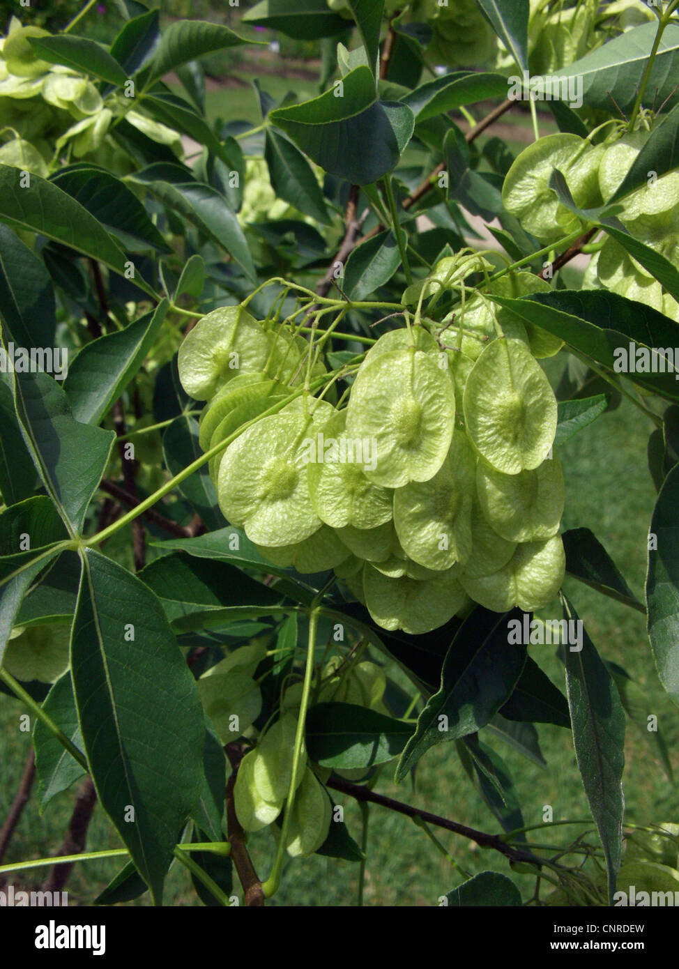 wafer ash, hop tree, stinking ash (Ptelea trifoliata), fruits Stock Photo