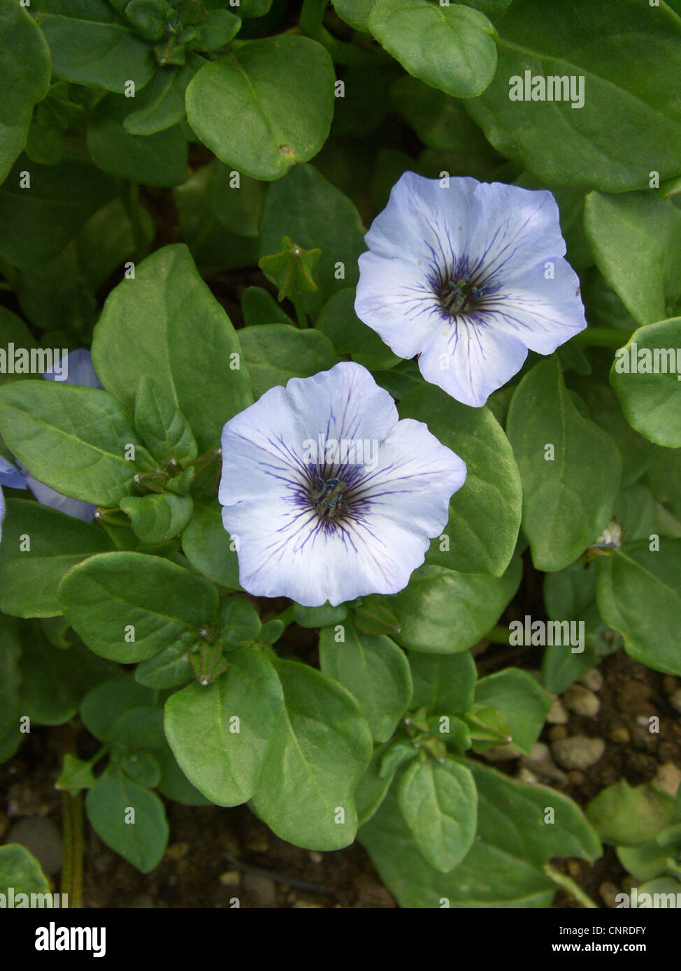 Chilean bell flower, Trailing Chilean bellflower (Nolana humifusa), blooming Stock Photo