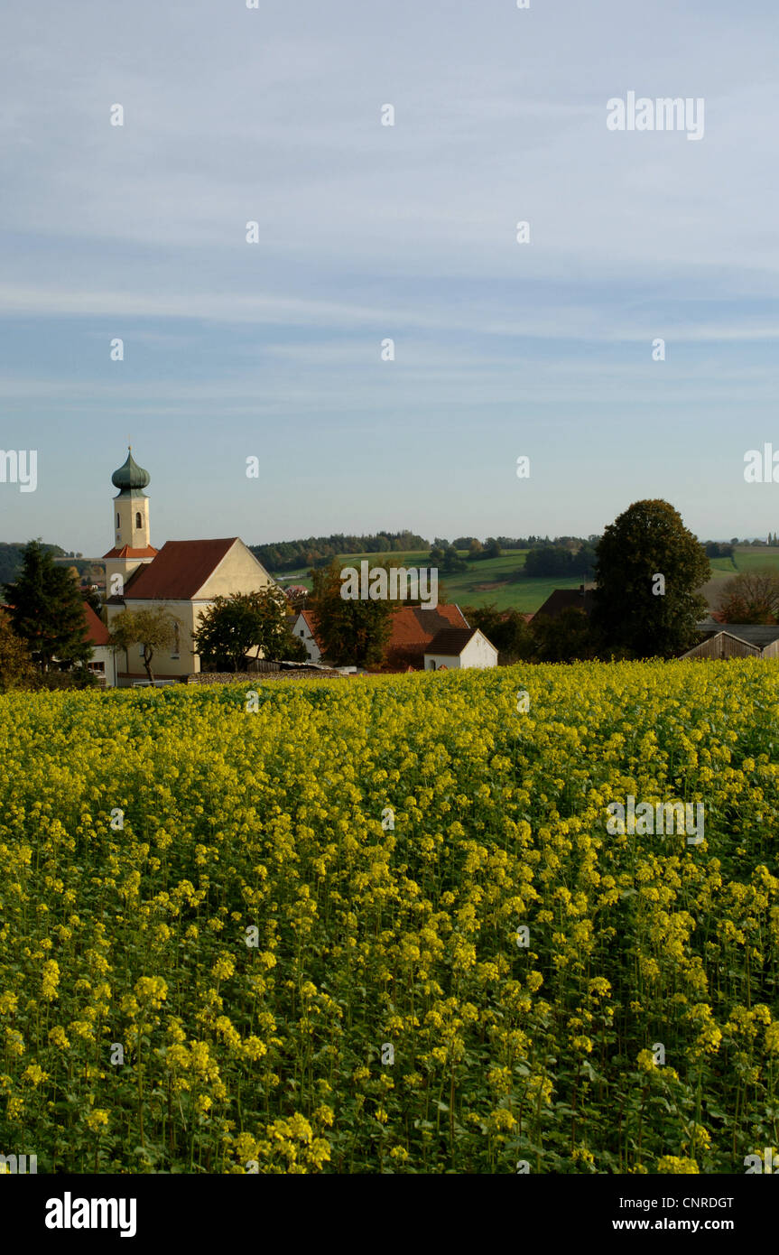 charlock, field mustard, corn mustard (Sinapis arvensis), field with